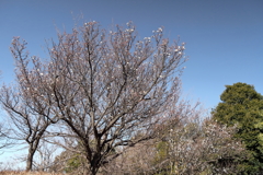 花散歩後を追う白梅
