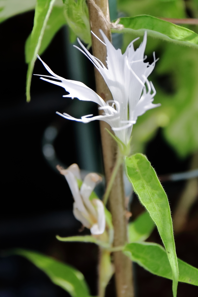 花散歩変化朝顔