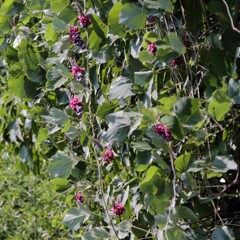 花散歩葛再度３