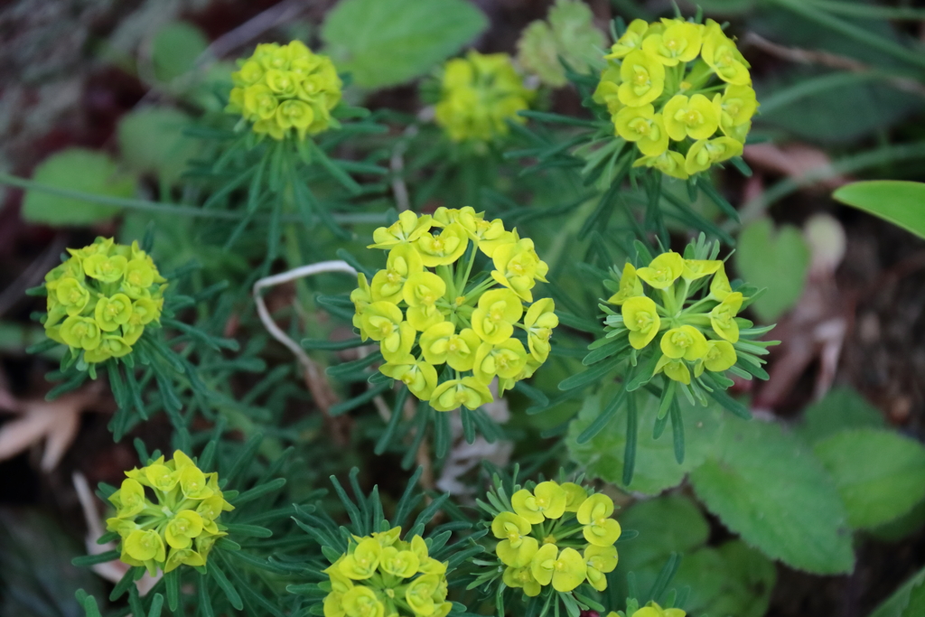 公園花壇マツバトウダイ