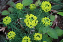 公園花壇マツバトウダイ