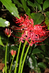 花散歩彼岸花3