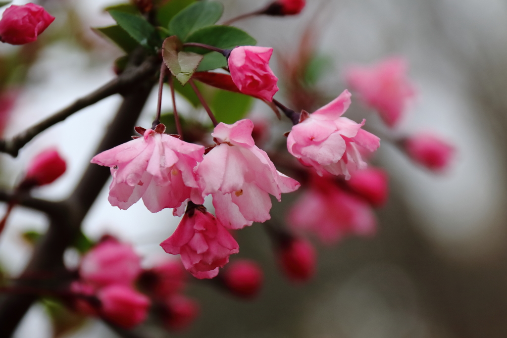 散歩道の花達４