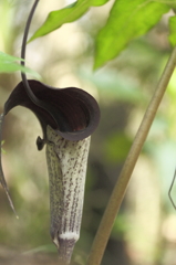 春の山野草　ウラシマソウ