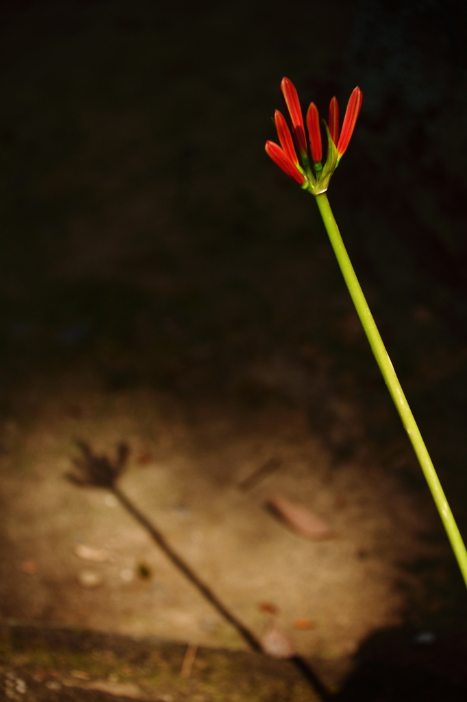 花影