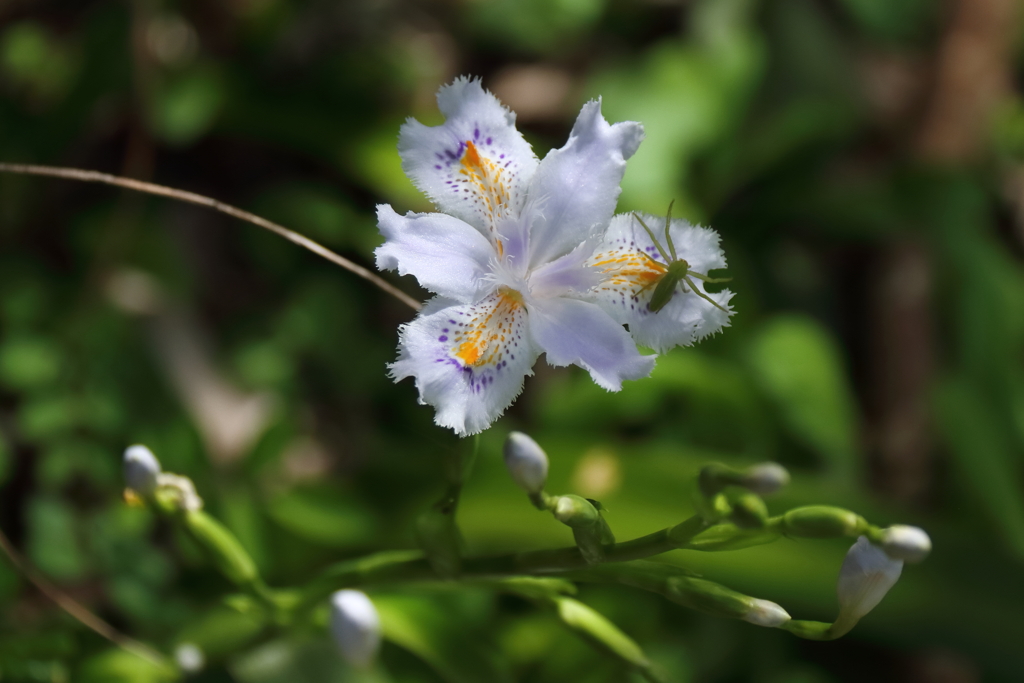 散歩道の花達8