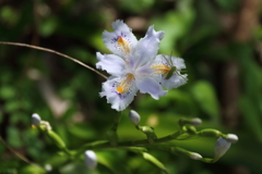 散歩道の花達8