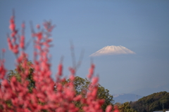 紅梅越しの富士山