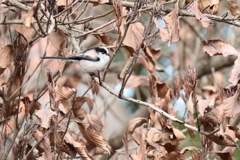散歩道でエナガ