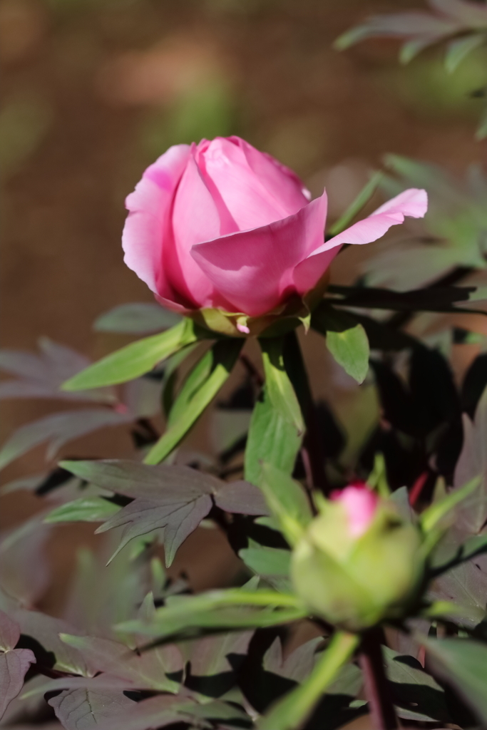 牡丹咲き競う７