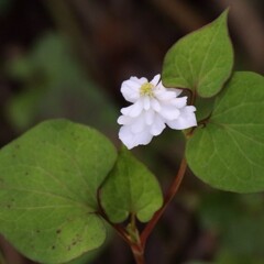 花散歩ヤエザキドクダミ１