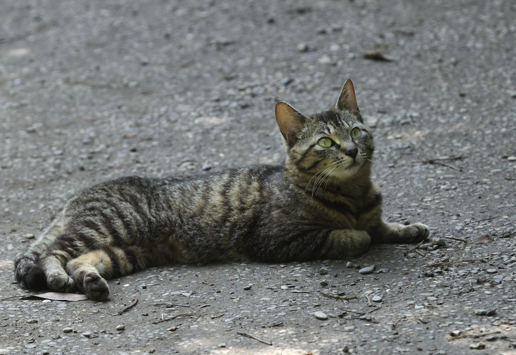 くつろぐノラ２