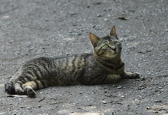 くつろぐノラ２