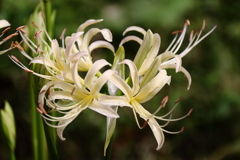 彼岸花咲いた２