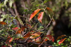 秋陽を受けて１