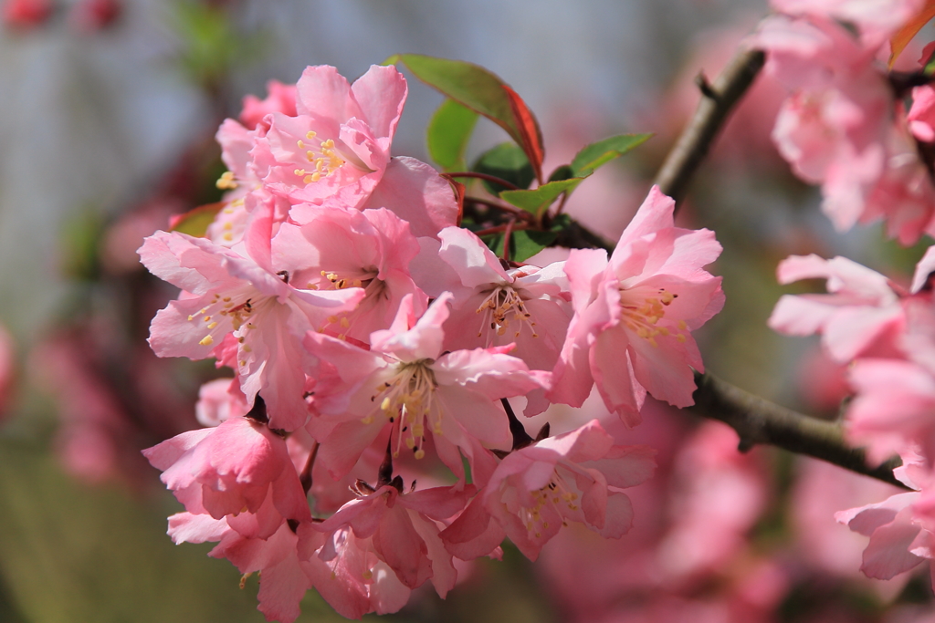 春　海棠3