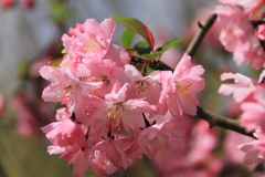 春　海棠3
