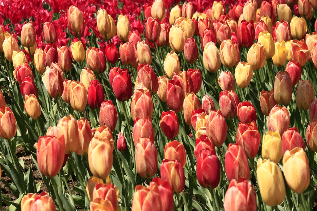 春、チューリップ８