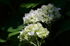 花散歩アジサイ白系2