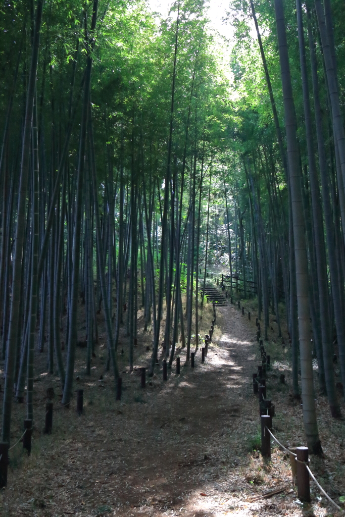 里山竹林
