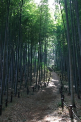 里山竹林