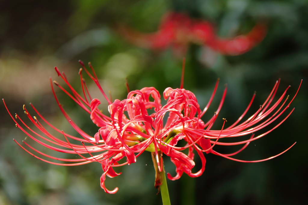 赤花彼岸花１