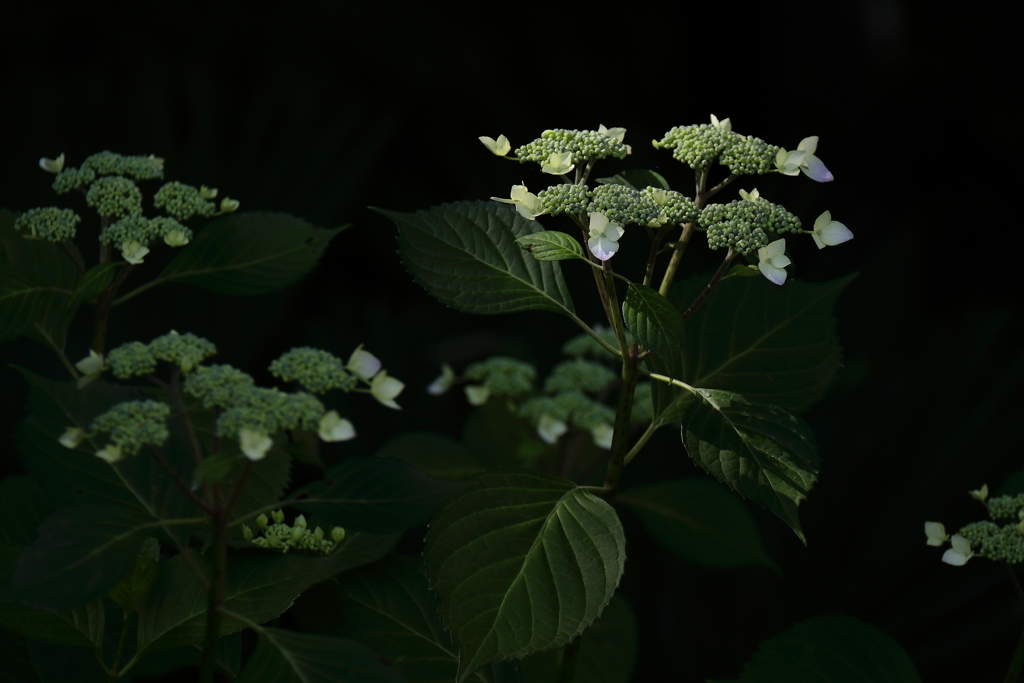 今年初めてのアジサイ２