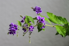 花散歩デュランタタカラヅカ1
