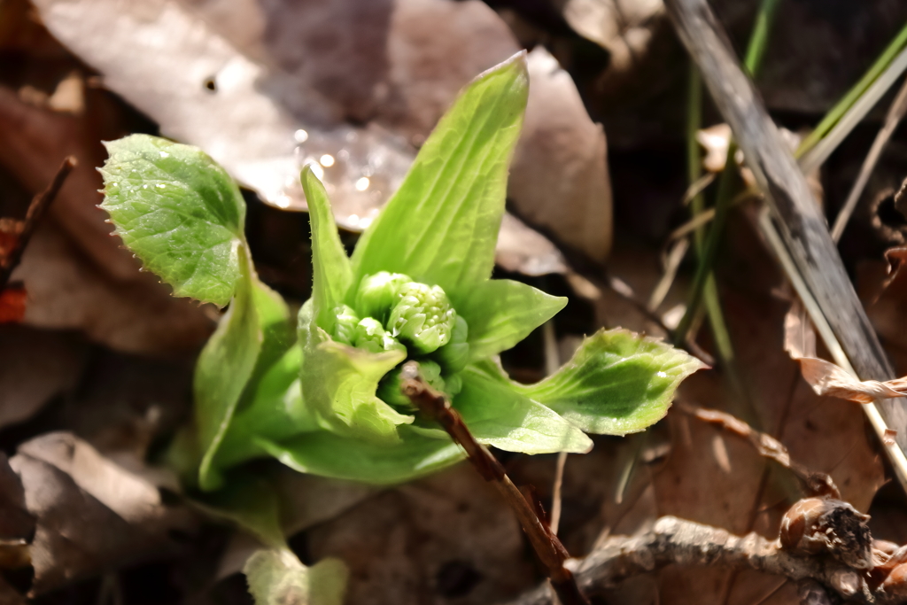 ふきのとう再度
