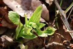 ふきのとう再度