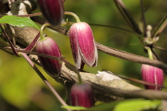 ハンショウヅル（半鐘蔓）３