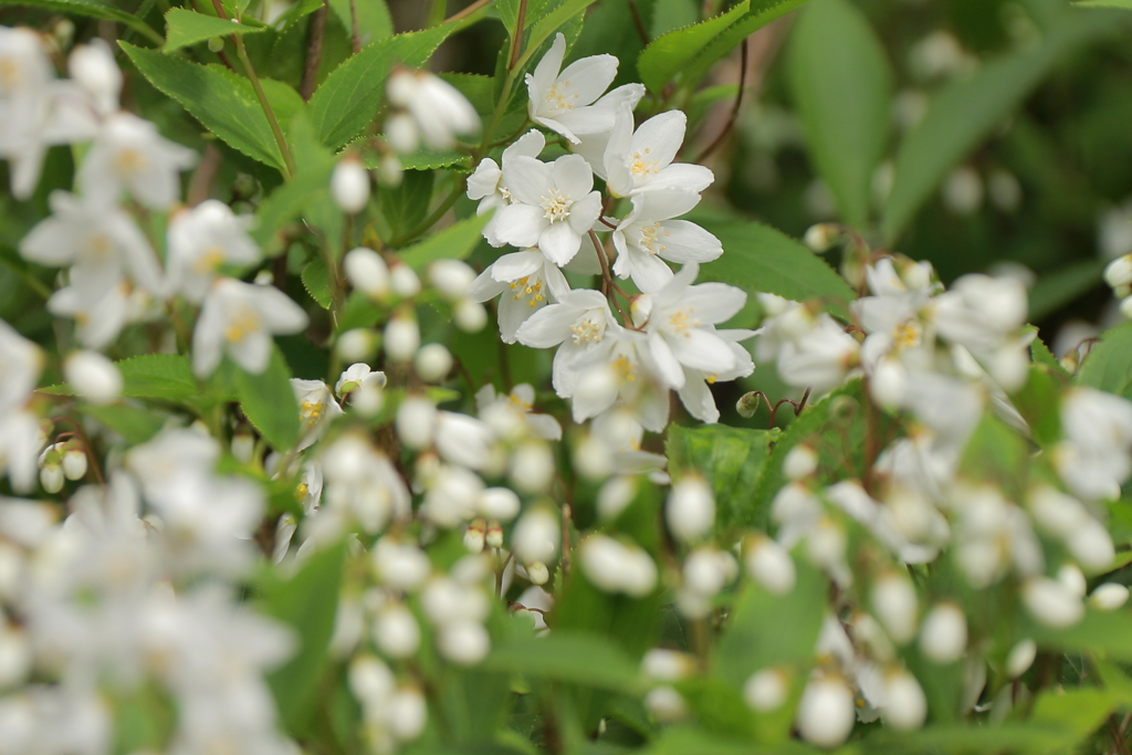 花散歩　ヒメウツギ