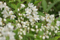 花散歩　ヒメウツギ