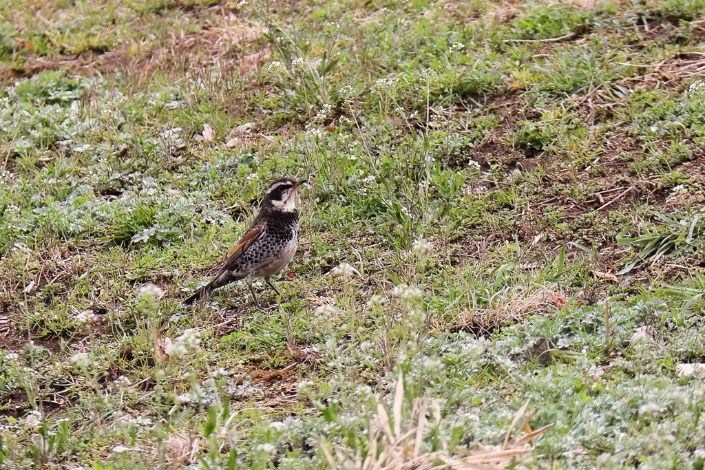 里山の野鳥達ツグミ２