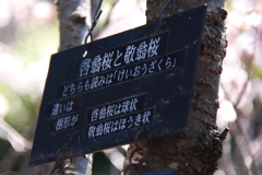 植物園から「けいおうざくら」３