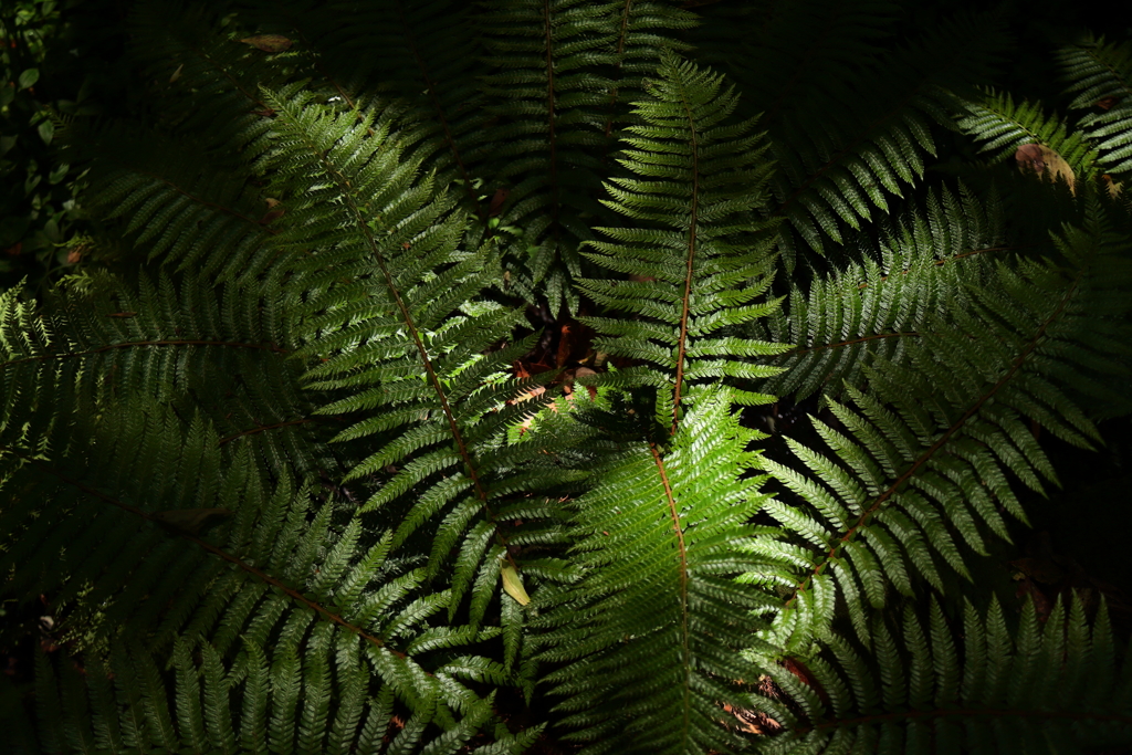 木漏れ陽のシダ