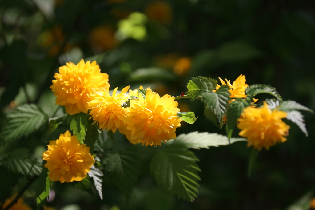 里山散歩八重山吹２
