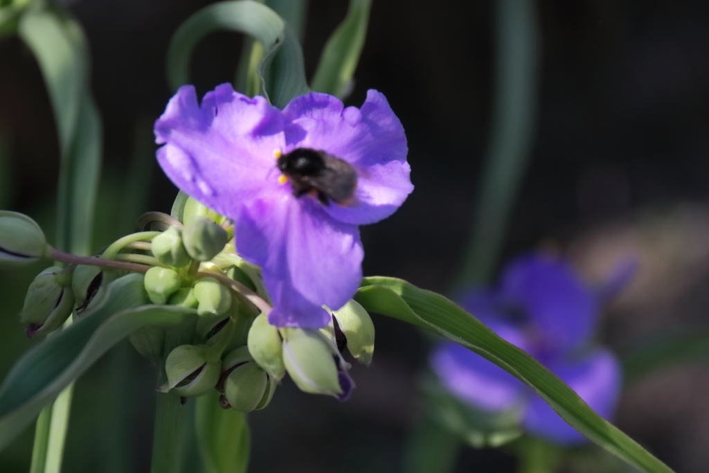 公園花壇ムラサキツユクサ２