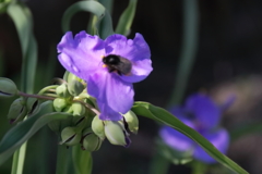 公園花壇ムラサキツユクサ２