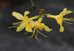 エクスベリー・アザレア