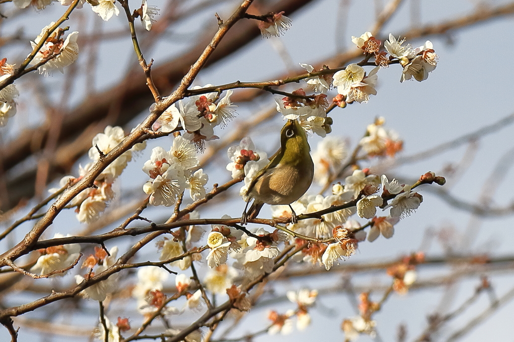メジロ食事中