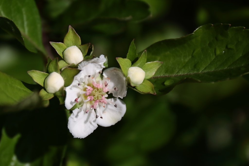 公園花壇セイヨウサンザシ２