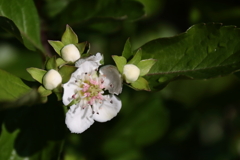 公園花壇セイヨウサンザシ２