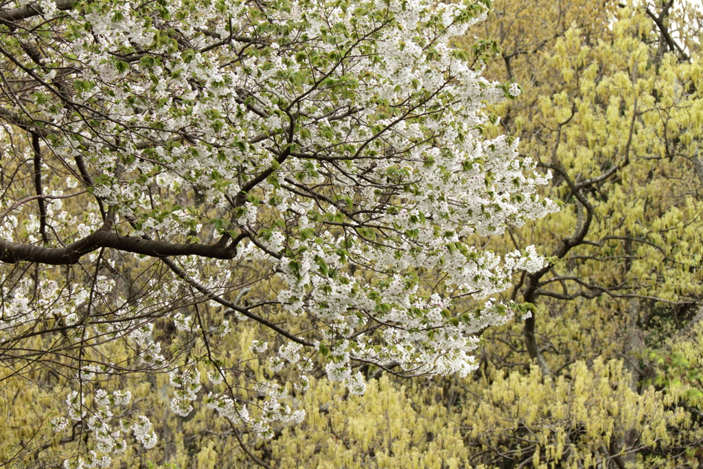 移ろいの狭間で