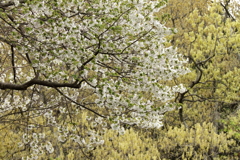 移ろいの狭間で