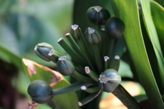 花散歩君子欄の実