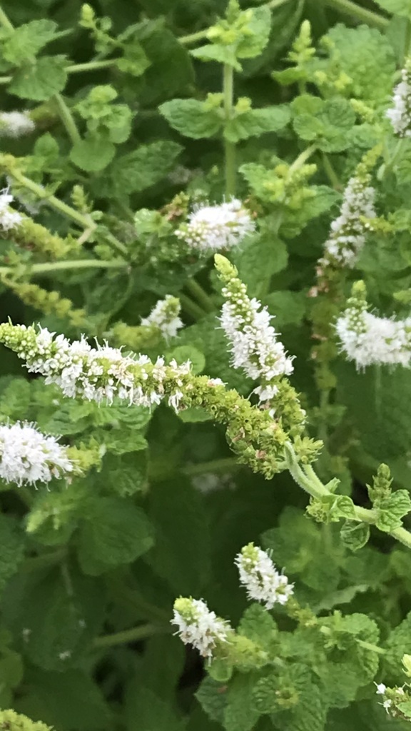 花散歩ミントの花