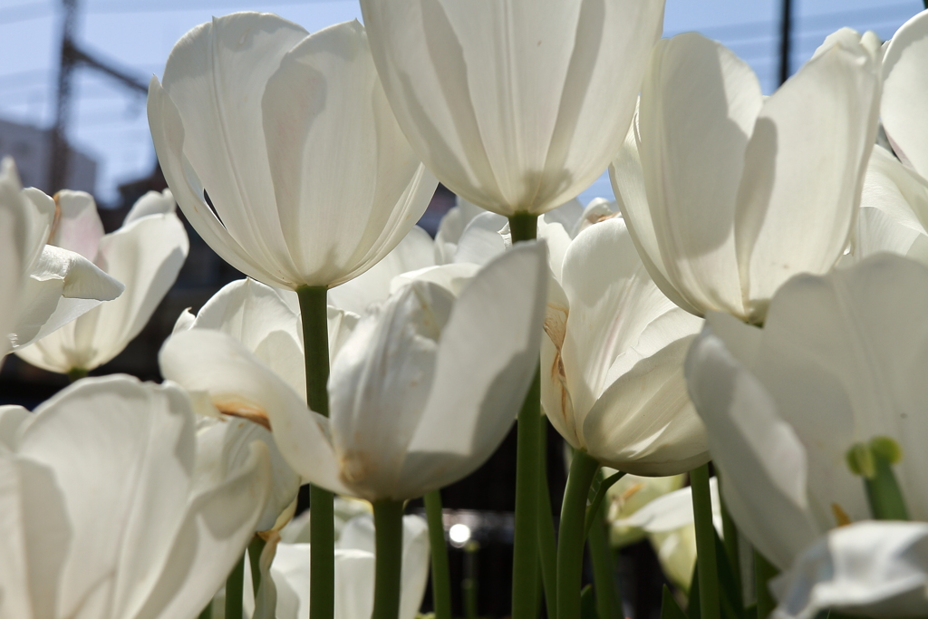 チューリップ点描７