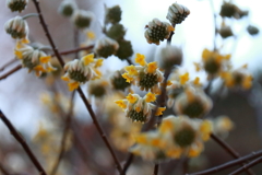 花散歩慎重なミツマタ2