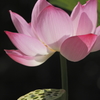 天上の華６